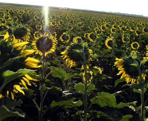 Sunflowers